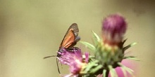 Zigena (Zygaena sp,)