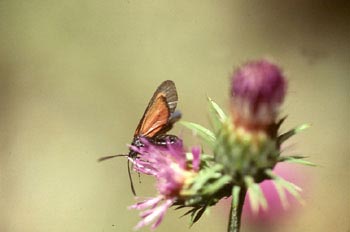 Zigena (Zygaena sp,)