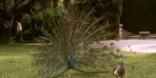 Pavo real (Pavo cristatus)