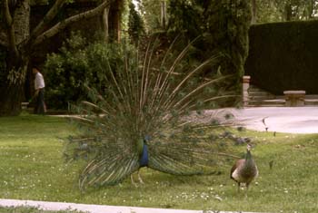 Pavo real (Pavo cristatus)