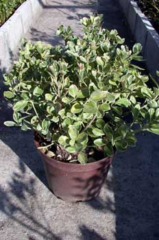 Arbusto, Bonetero (Evonymus)