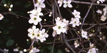 Espino majuelo - Flor (Crataegus monogyna)