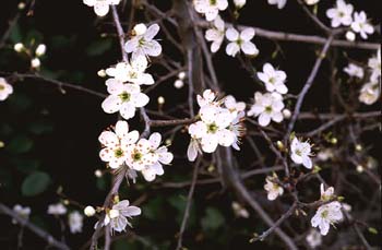 Espino majuelo - Flor (Crataegus monogyna)