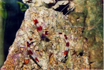 Gamba boxeadora (Stenopus hispidus)