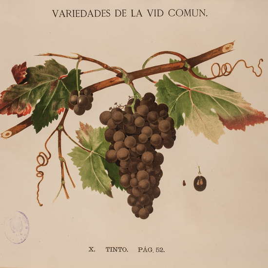 IES_CARDENALCISNEROS_BOTÁNICA_II_LÁMINAS_074