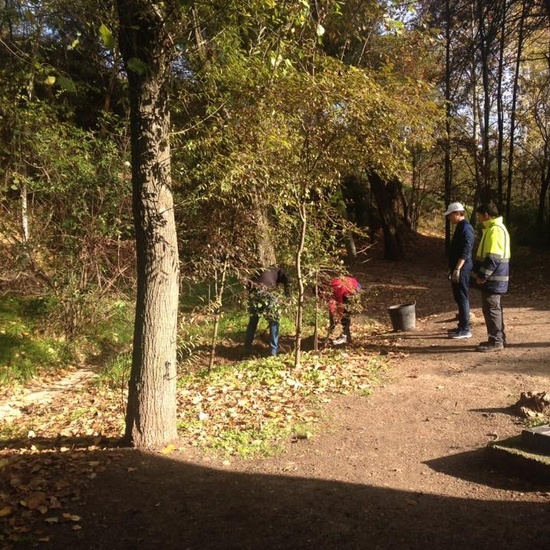 Plantación olmos ibéricos 6