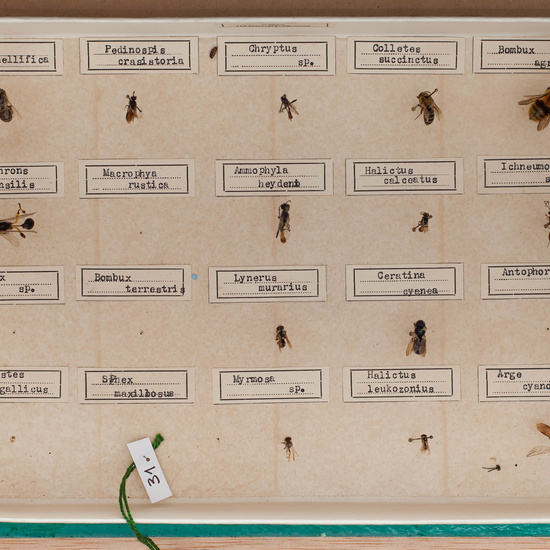 IES_CARDENALCISNEROS_Insectos_016