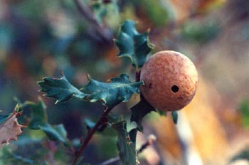 Agalla canica de Andricus kollari