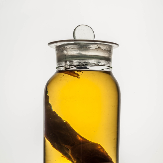 IES_CARDENALCISNEROS_CIENCIASNATURALES_116