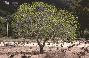 Higuera - Porte (Ficus carica)