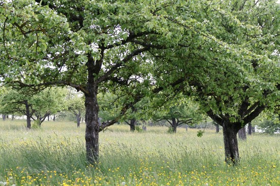 arbol