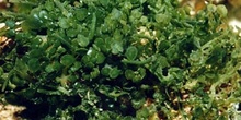 Alga caulerpa (Caulerpa sp.)