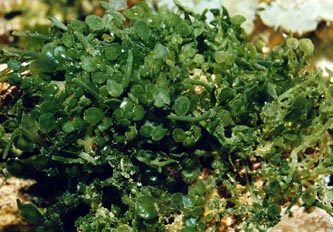 Alga caulerpa (Caulerpa sp.)