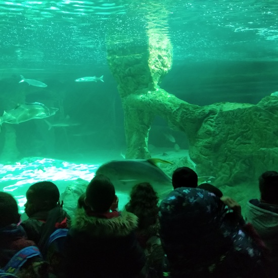 Visita al zoo 2019 33