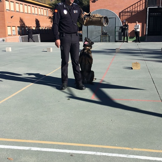 La Unidad Canina de la Policia Municipal de Las Rozas visita el cole_2_CEIP FDLR_Las Rozas_2017  3