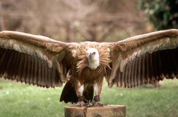 Buitre leonado (Gyps fulvus)