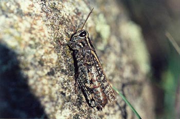 Saltamontes gris (Bryoderma tuberculata)