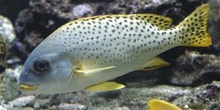 Pez paguara (Plectorhinchus gaterinus)