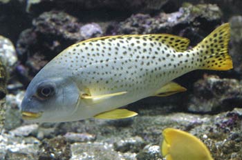 Pez paguara (Plectorhinchus gaterinus)