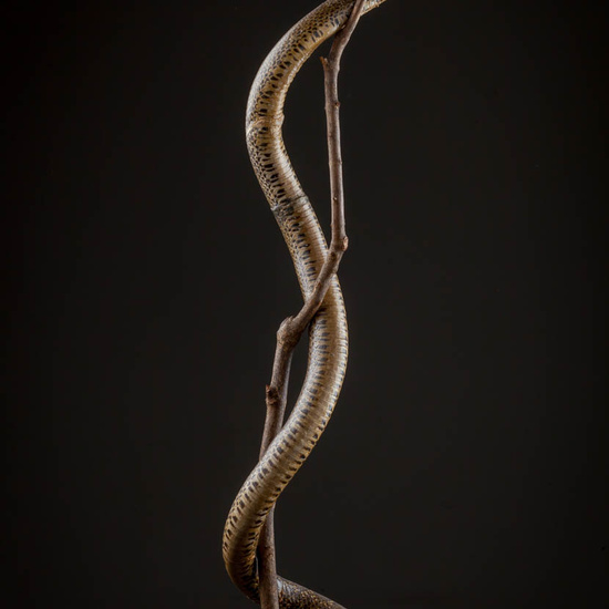 IES_ISABELLACATOLICA_BIOLOGIA_573