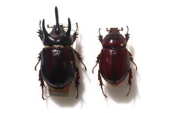 Scapahanes australis (Nueva Guinea)