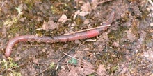 Lombriz de tierra (Lumbricus terrestris)