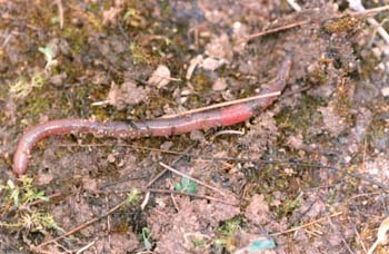 Lombriz de tierra (Lumbricus terrestris)