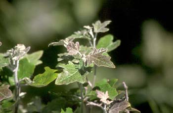 álamo blanco - Hojas (Populus alba)
