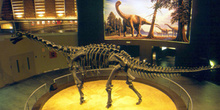 Camarasaurus (Dinosauria, Sauropoda), Museo del Jurásico de Astu
