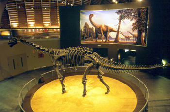 Camarasaurus (Dinosauria, Sauropoda), Museo del Jurásico de Astu