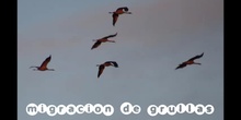 migración de grullas