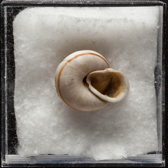 IES_ISABELLACATOLICA_BIOLOGIA_387