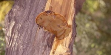 Yesquero erizado (Inonotus hispidus)