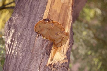 Yesquero erizado (Inonotus hispidus)