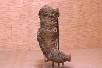 Coral (Coral) Cretácico