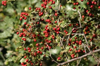 Espino majuelo - Fruto (Crataegus monogyna)