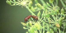 Chinche de escudo rayada (Graphosoma italicum)