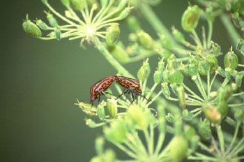 Chinche de escudo rayada (Graphosoma italicum)