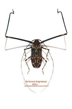 Acrocinus longimanus (Suramérica)