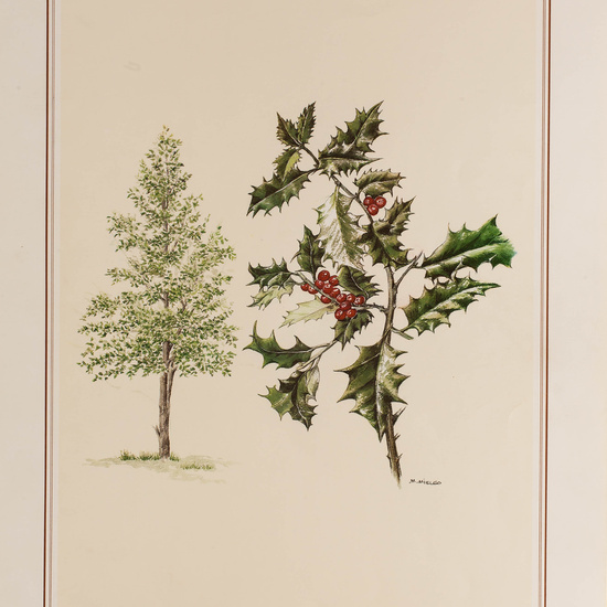 IES_CARDENALCISNEROS_BOTÁNICA_II_LÁMINAS_115