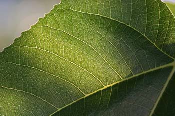 Higuera - Hojas (Ficus carica)