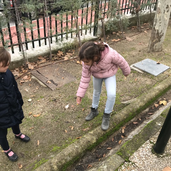 2018_12_05_1º Y 2º TRABAJAN LA BIODIVERSIDAD_PROYECTO THE GREAT PLANT HUNT_CEIP FDLR_Las Rozas 7