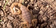 Alacrán o Escorpión (Buthus occitanus)