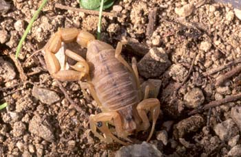 Alacrán o Escorpión (Buthus occitanus)