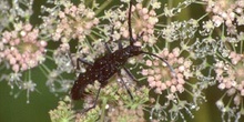 Longicornio menor de los quercus (Cerambyx scopoli)