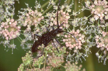 Longicornio menor de los quercus (Cerambyx scopoli)
