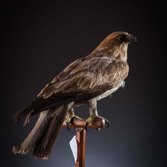 IES_SANISIDRO_MUSEO_Aves_069