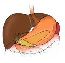 Aparato digestivo humano