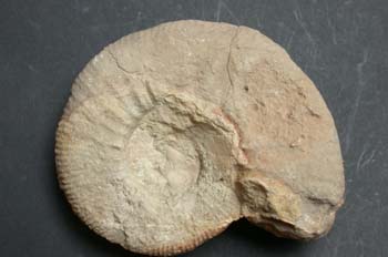 Berriasella macphersoni (Ammonites) Jurásico