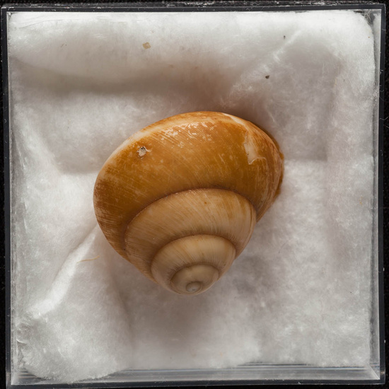 IES_ISABELLACATOLICA_BIOLOGIA_352